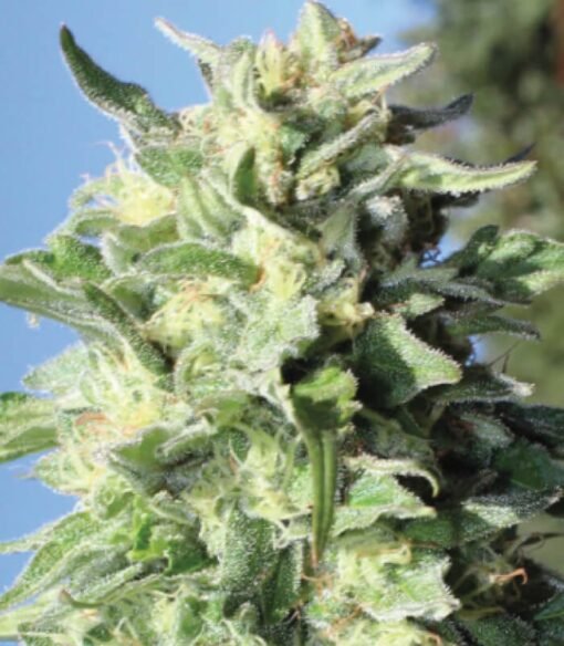 Humboldt Seed Co - Banana Mango [Feminized]