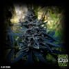 black poison 550x550 1