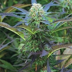 royal purple kush 1
