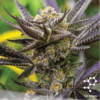 Symbiotic Genetics - Orangeade [Regular] - 10 Seeds