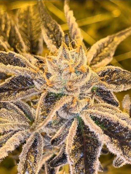 Envy Genetics - VerryCherry [Regular]