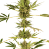 Himalayan CBD [Feminized] - 3 Seeds