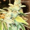 Cannarado - Margy Dog [Regular] - 10 Seeds