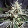 Sweet Seeds - Black Jack F1 FAST [Feminized]