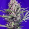 Sweet Seeds - Cream Mandarin F1 FAST [Feminized]
