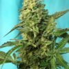 Sweet Seeds - Green Poison F1 Fast [Feminized]