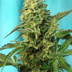Sweet Seeds - Green Poison F1 Fast [Feminized]