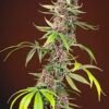 Sweet Seeds - Red Mandarine F1 FAST [Feminized]