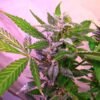 Nirvana Seeds - Blue Mystic [Feminized]- 5 Seeds