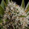 Nirvana Seeds - Lithium OG Kush [Feminized] - 5 Seeds