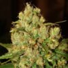 Nirvana Seeds - Master Kush [Feminized] - 5 Seeds