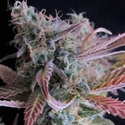 Nirvana Seeds - Raspberry Cough [Feminized]