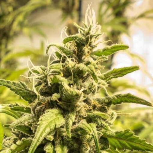 Nirvana Seeds - Somango XXL [Feminized]- 5 Seeds