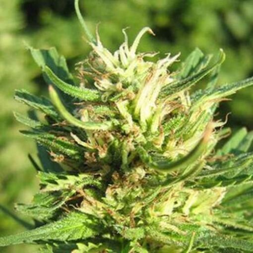 Nirvana Seeds - Super Skunk [Feminized] -5 Seeds