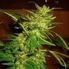 Nirvana Seeds - Swiss Cheese [Feminized]- 5 Seeds