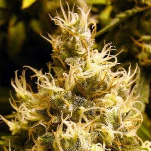 Nirvana Seeds - Wonder Woman [Feminized]- 5 Seeds