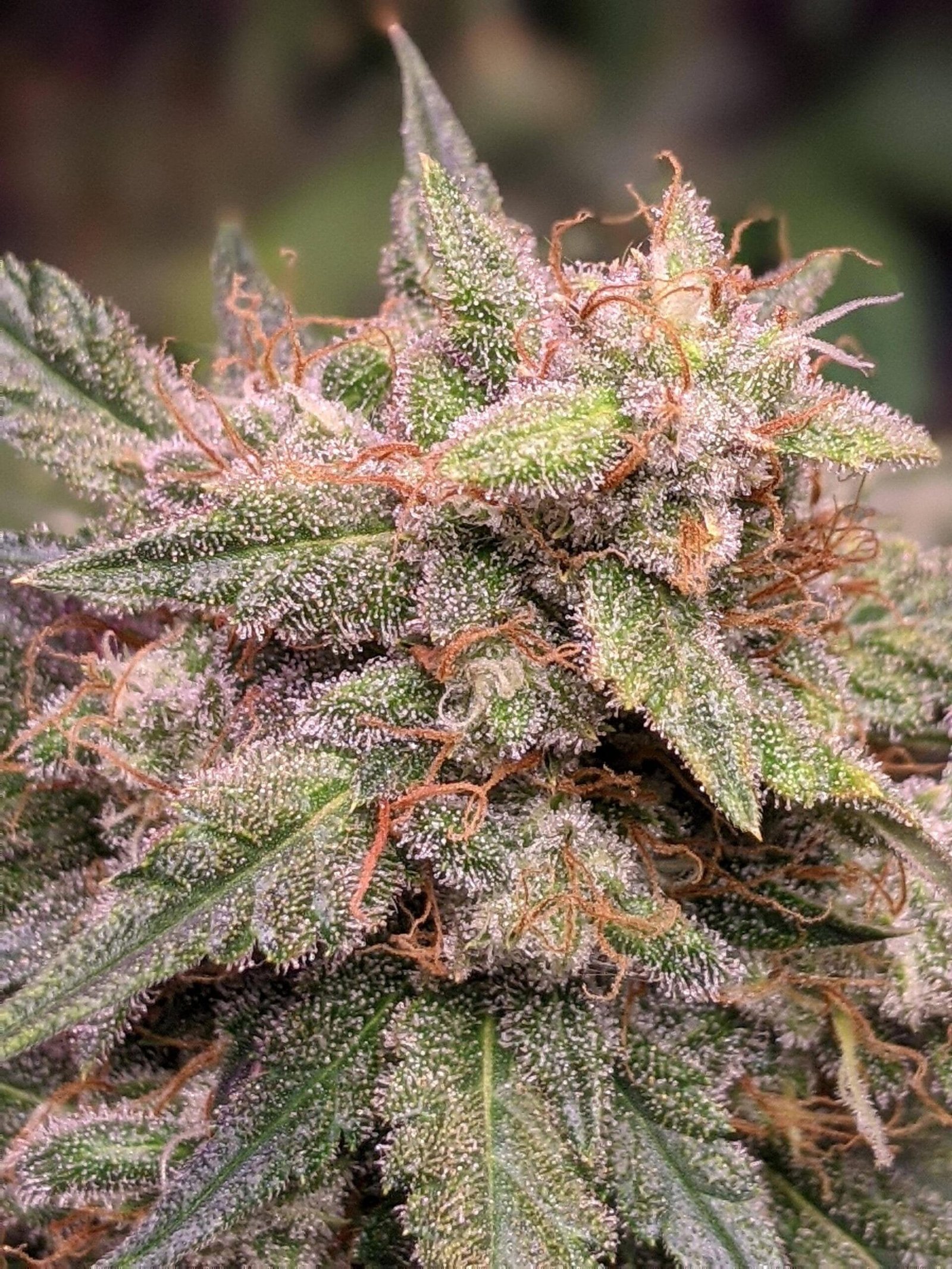 8HmwPMsPVuL8pjp6xhWLJPH3z1zoAkhonbOm4PtPh6s scaled