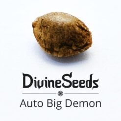 Auto Big Demon1