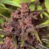 black haze exotic seeds 1