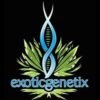 exotic genetics