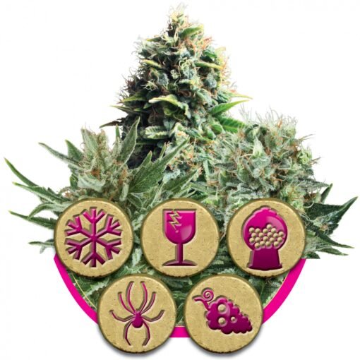 RQS - Feminized Mix [Feminized] - 5 Seeds