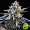 seeds exotic seeds quick sherbet