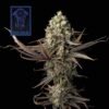 seedsman blue dream feminized