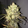 Nirvana Seeds - Supreme CBD Durban [Feminized] - 5 seeds