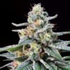 Cannabis Shangrila Strain Review@2x