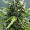 Jinxproof Genetics - 9 Alarm [Regular] - 6 seeds