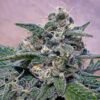 positronics seeds super cheese feminized