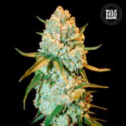 Bulk Seed Bank - Special Crystal Haze [Feminized]