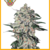 Simba Seeds - Big Bud [Feminized] - 3 seeds