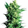 Shiva Shanti II Regular Seeds