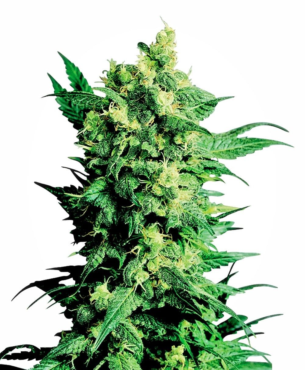Shiva Shanti II Regular Seeds