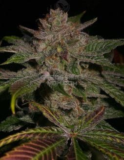 archive seed bank lemonheads 3360f00f 4050 42af 9eac f3d3b9d6a8c8 254x327 1