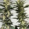 Lovin In Her Eyes - Orange Ice Pop [Feminized] - 6 Seeds