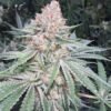 Lilac Diesel 1024x1024