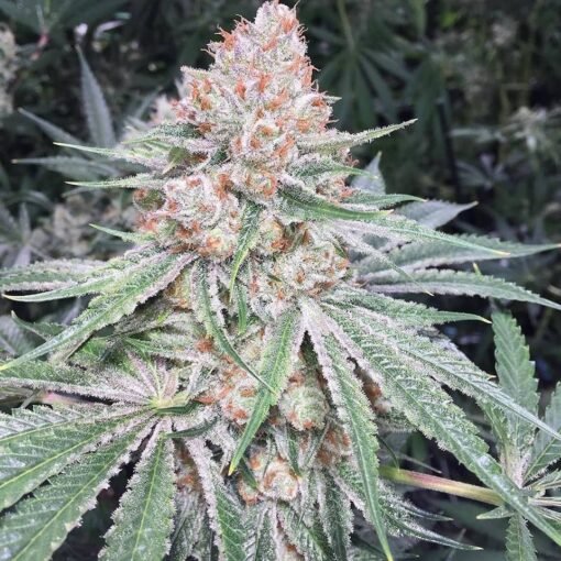 Ethos Genetics - Lilac Diesel RBx2 [Feminized] - 5 Seeds