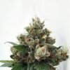 Respect 4 Gorilla Expert Seeds Cannabis Seeds