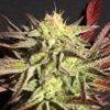 Mamiko Seeds - Accord [Feminized] - 6 Seeds