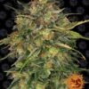 Barney's Farm - Cheese [Feminized] - 3 Seeds