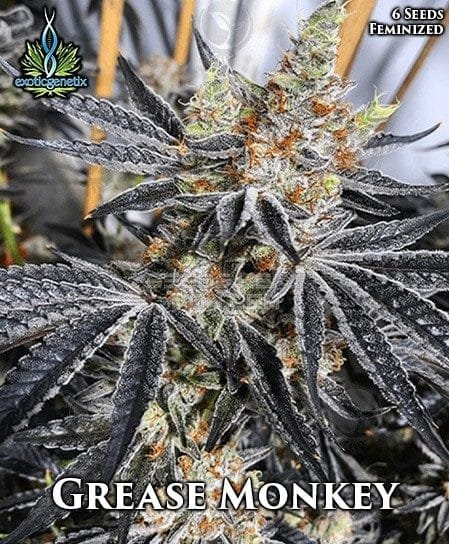 exotic genetix grease monkey fem e1624887838111