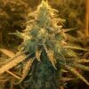 Swamp Boys Seeds - Summer Breeze [Regular] - 12 Seeds
