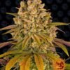 Barney's Farm - Lemon Tree [Feminized]