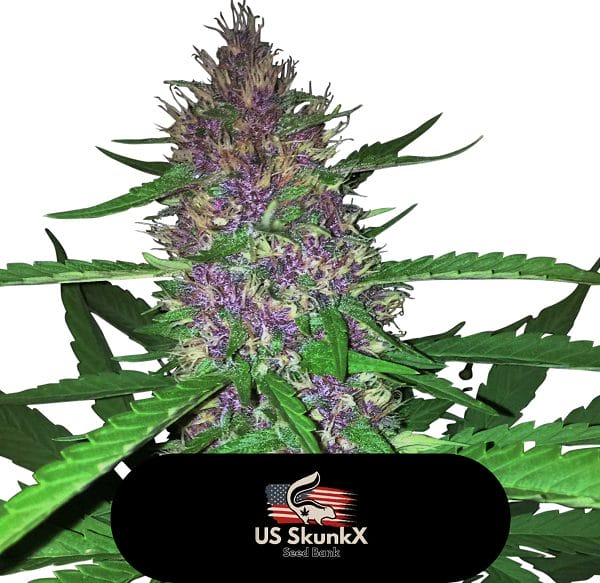 US SkunkX Red Candy Kush [Feminized] Biltong and Budz