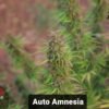 usskunkx amnesia fem autoflower