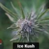 usskunkx ice kush feminized
