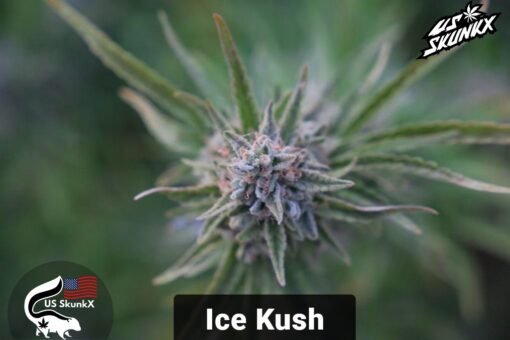 US SkunkX - Ice Kush [Feminized]