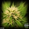 white skunk 550x550 1